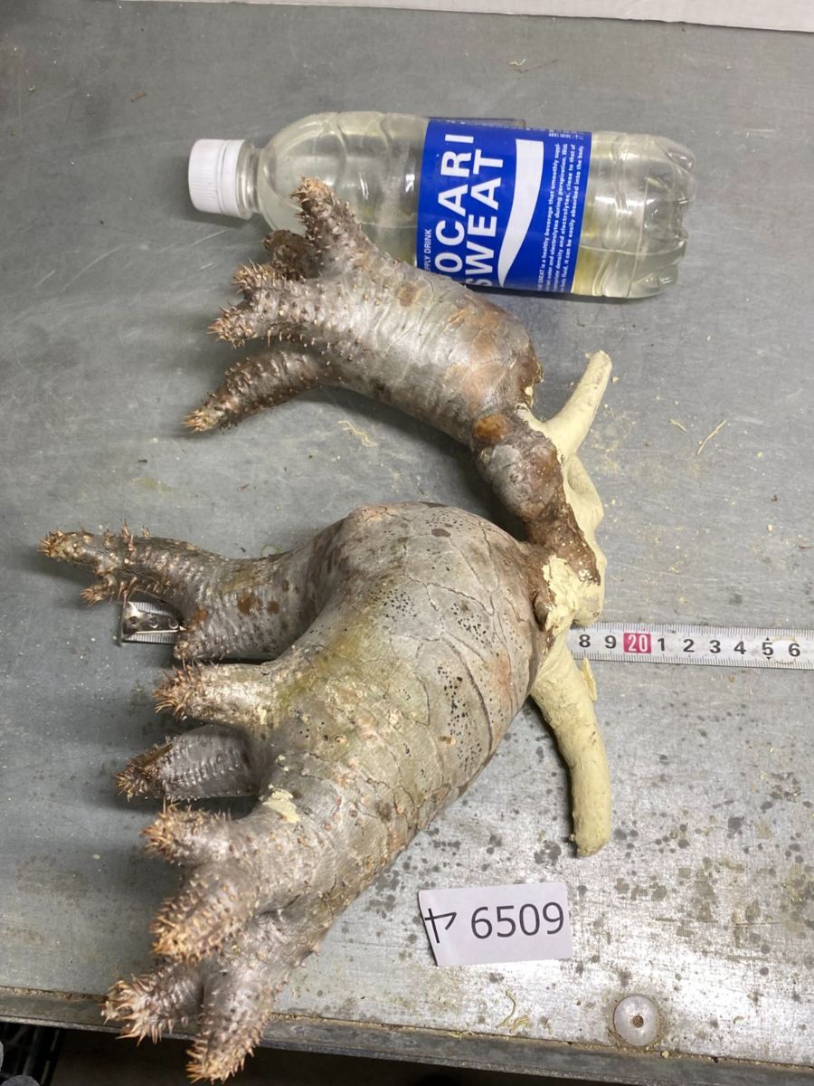ヤ6509 「現地」パキポディウム　ホロンベンセ　抜き苗【5/16最新到着・Pachypodium horombense ・塊根植物・マダガスカル】