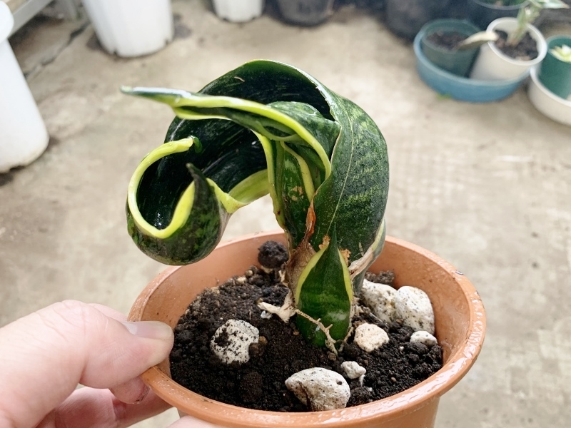 サンスベリア・バードビーク Sansevieria bird beak