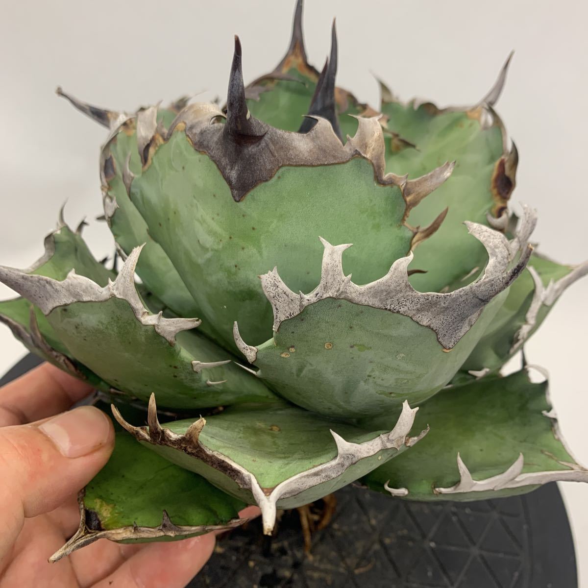 アガベ　阿修羅 Agave Titanota Ashura 阿修羅 水に濡れると黒く変色する強烈な鋸歯が