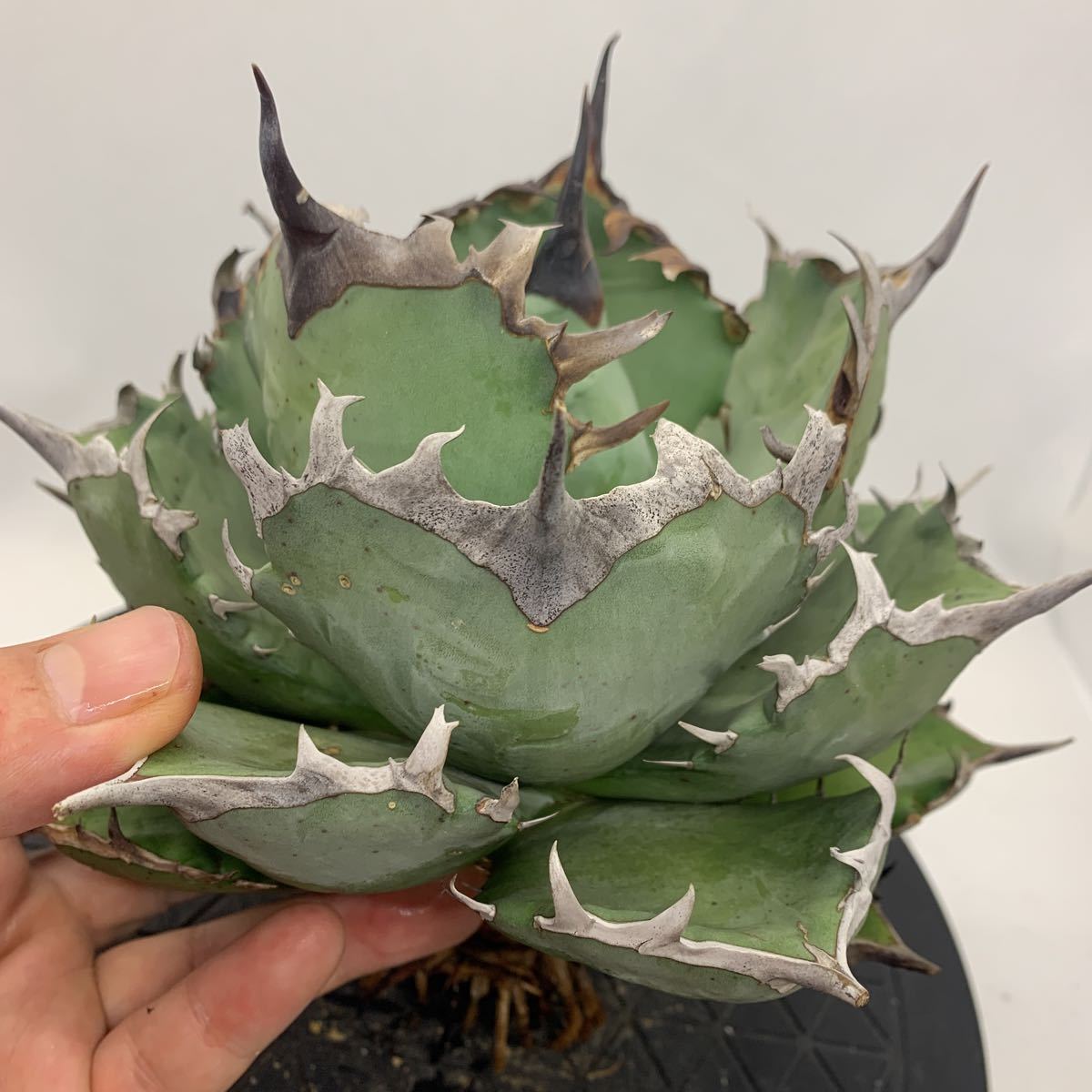アガベ チタノタ シーザー Agave titaonota Caesar 画像1枚目親株