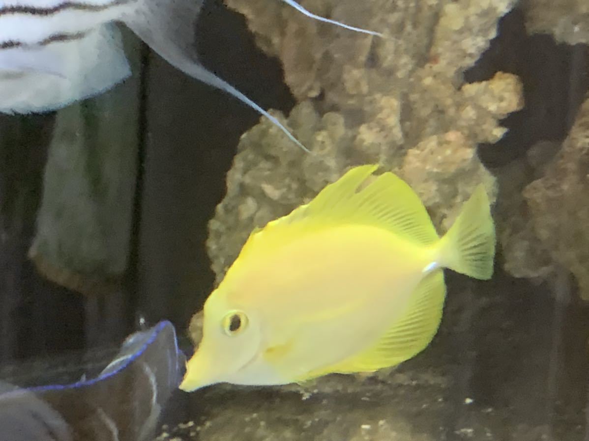 Yahoo!オークション - 「キイロハギ」ペット、生き物の落札相場 