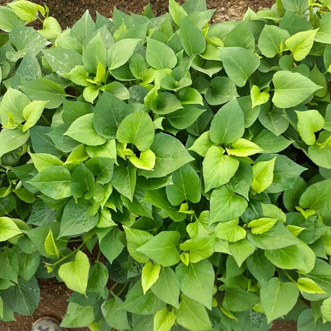 さつまいも苗。金時、安納、紅あずま100本です。_1