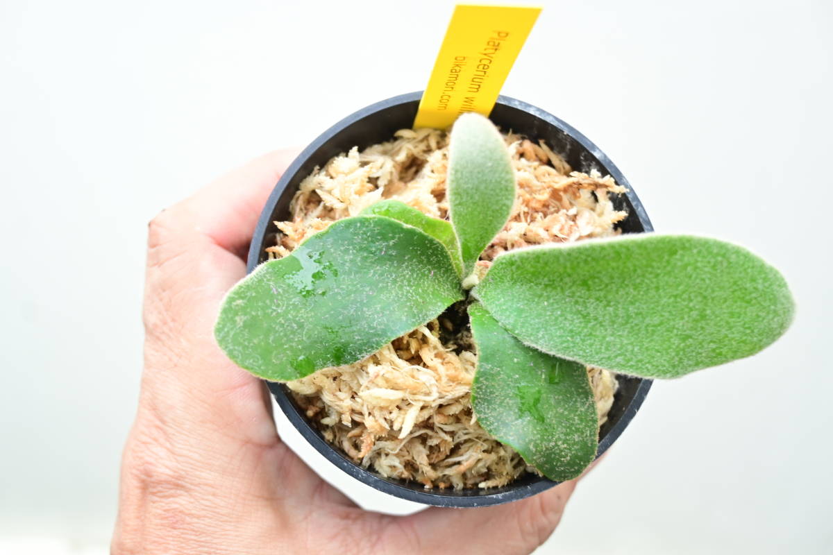 P.willinckii 'Celso Tatsuta' ② @bikamori.com ビカクシダ