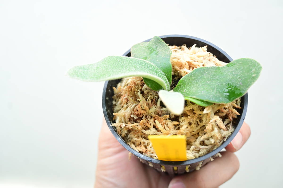 P.willinckii 'Celso Tatsuta' ② @bikamori.com ビカクシダ