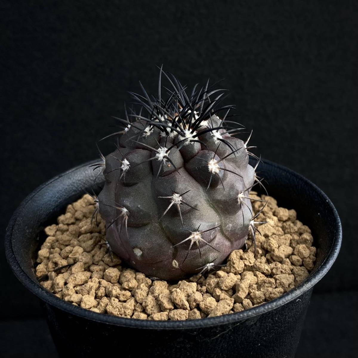 Copiapoa グリセオビオラセア コピアポア - 栗星玉 サボテン 