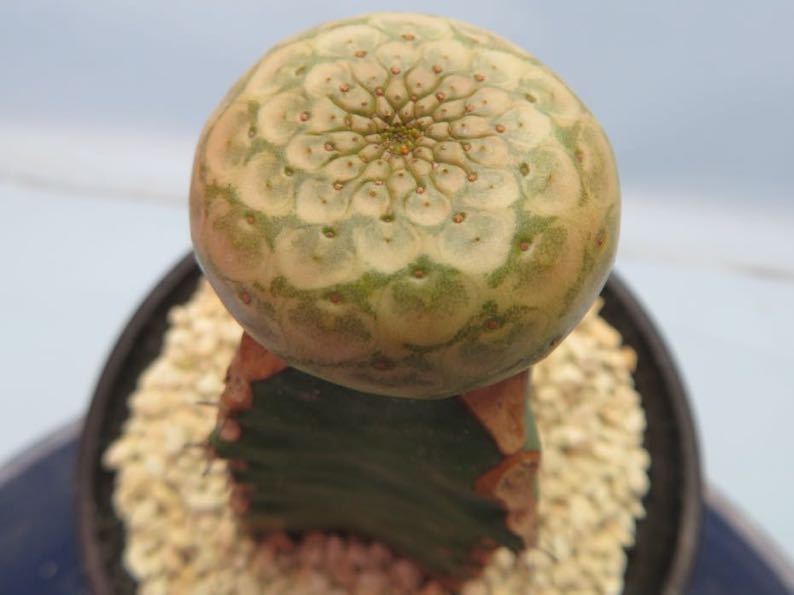 ユーフォルビア ツルビニフォルミス③ サボテン 多肉植物 コーデックス 多肉植物：ユーフォルビア ツルビニフォルミス ツギ*幅3.5cm 現品