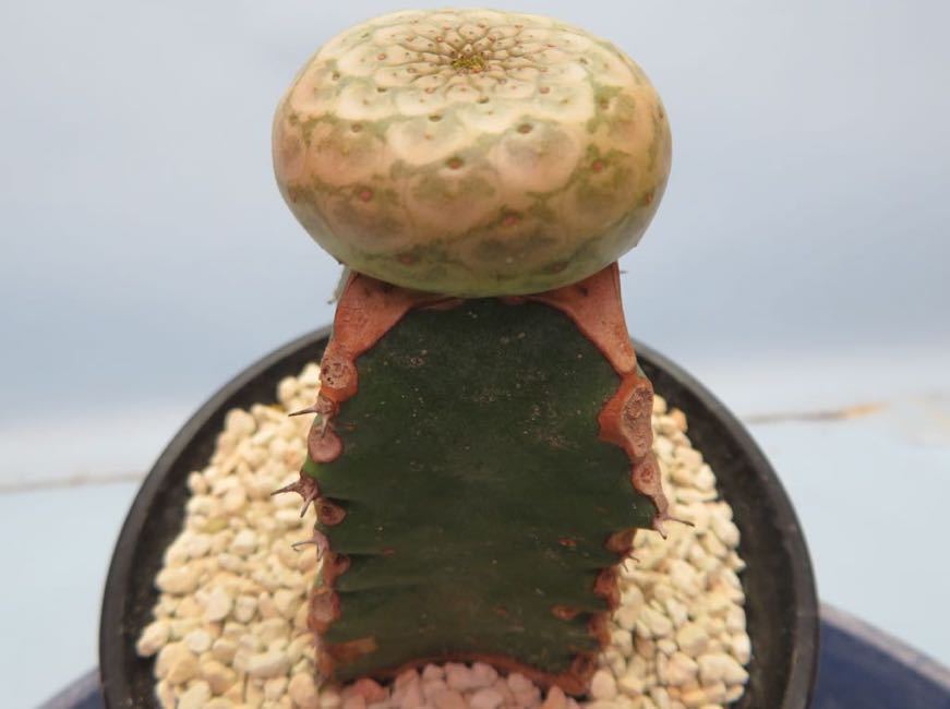 73 Euphorbia turbiniformis 接木 ユーフォルビア ツルビニフォルミス