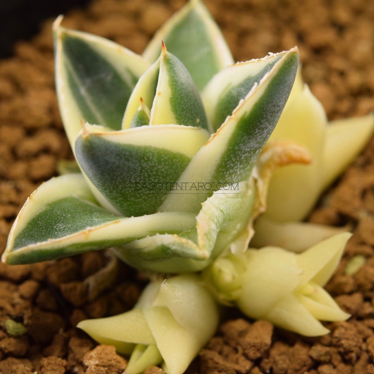 アガベ】ピンキー