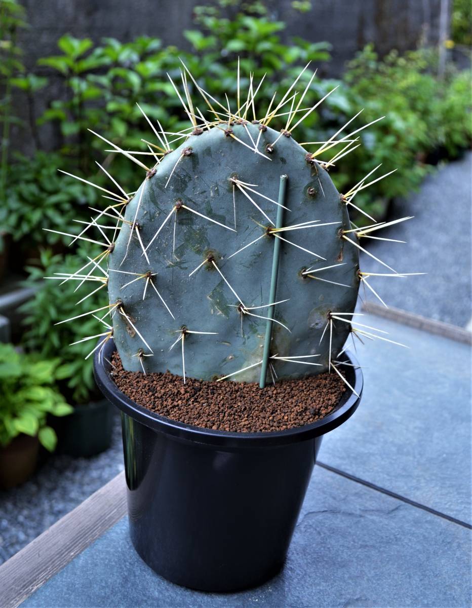 多肉植物 サボテン オプンチア ラグナエ Opuntia Lagunae 和名 大極殿 ターコイズブルー肌 5号 超 種 輸入品 現品 サボテン 売買されたオークション情報 Yahooの商品情報をアーカイブ公開 オークファン Aucfan Com