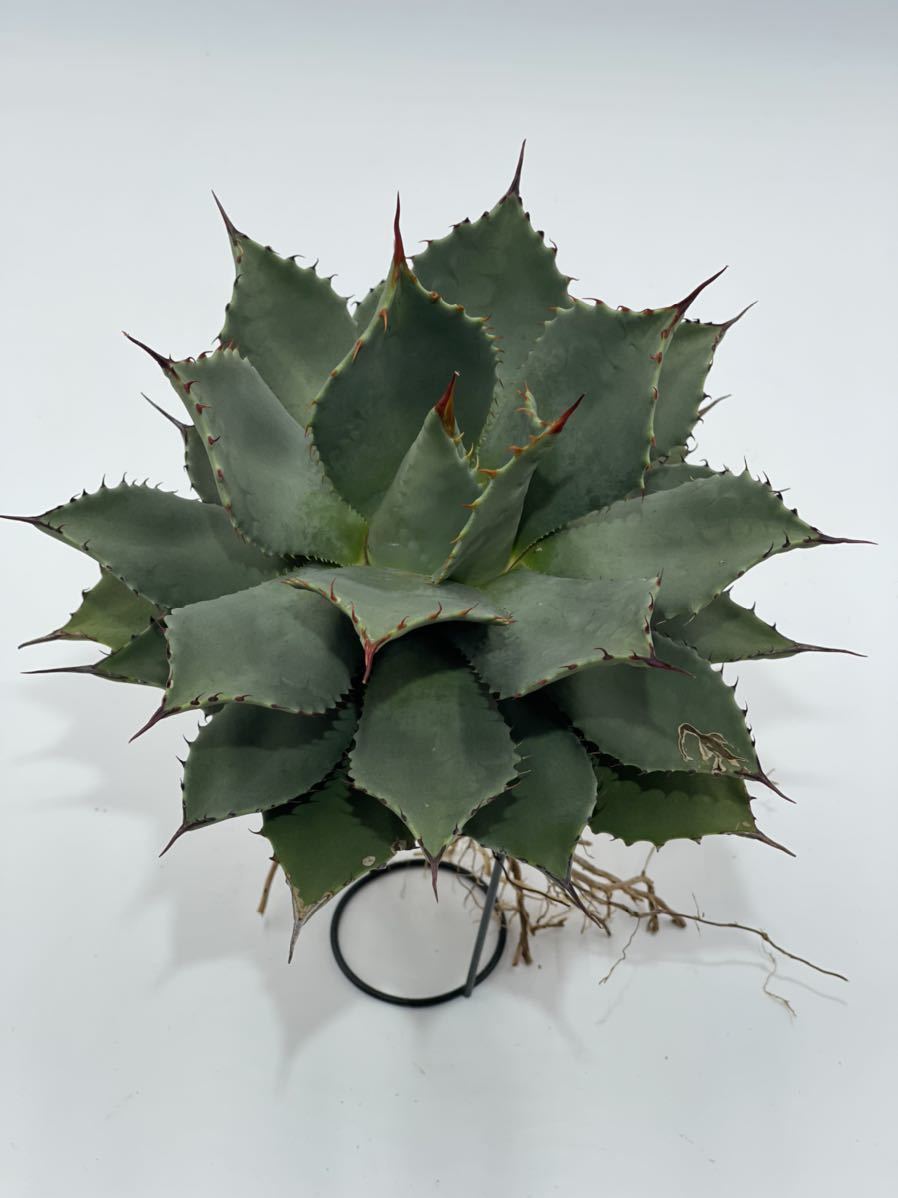 2. アガベパリー Agave parryi 実生株 地植え抜き苗 沖永良部島産 