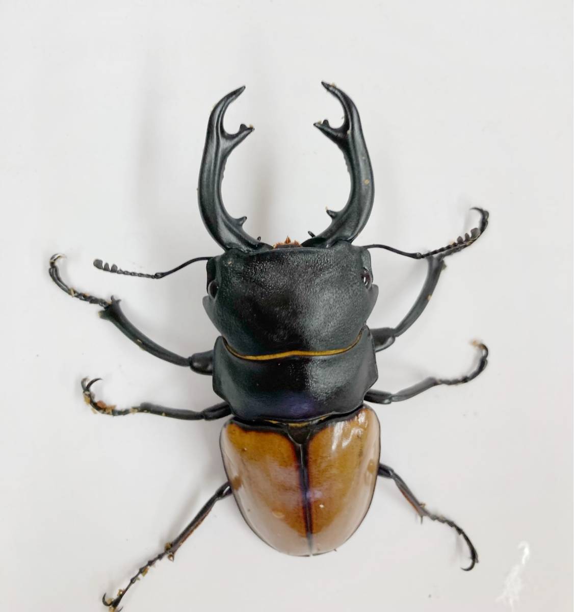 大型カステルナウディクワガタ標本 大型カステルナウディクワガタ標本