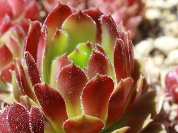 センペルビウム　パシフィックナイト 楽天市場】パシフィックナイト センペルビウム属 多肉植物 9cmポット