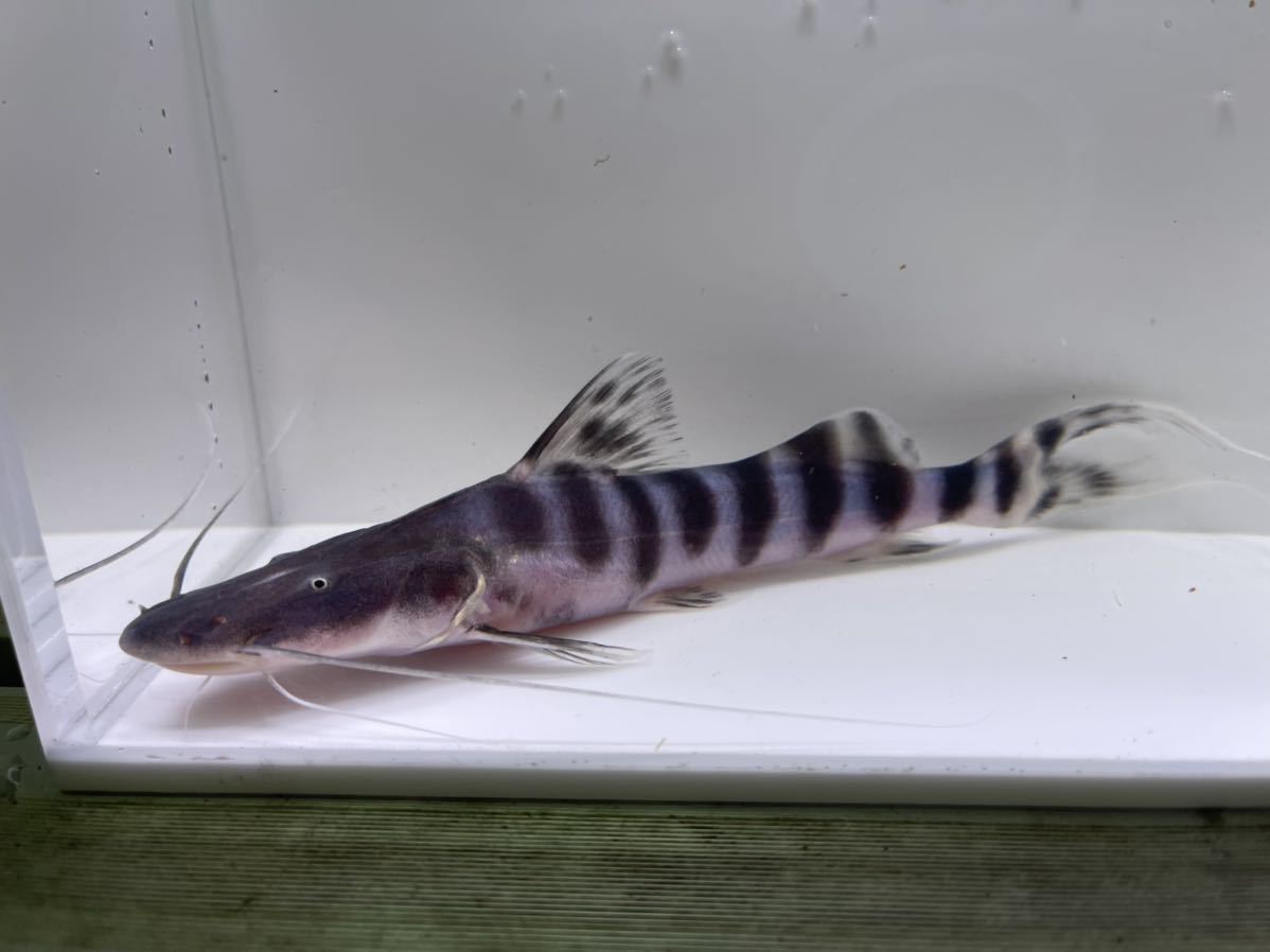 ゼブラキャット（約20cm）1