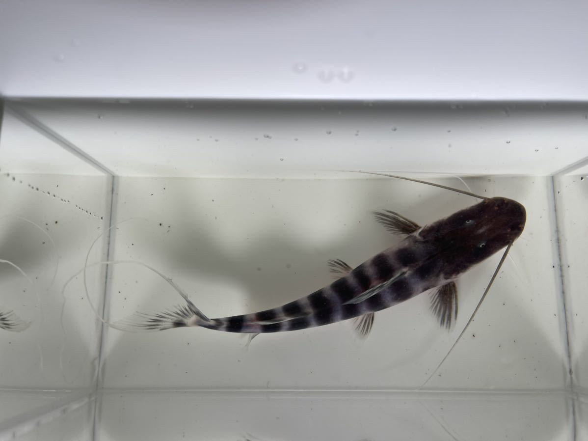 ゼブラキャット 約20cm(淡水魚)｜売買されたオークション情報、Yahoo 