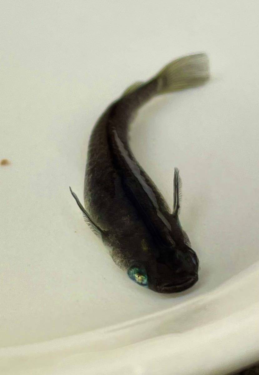 メダカ】黒柄点目悪魔