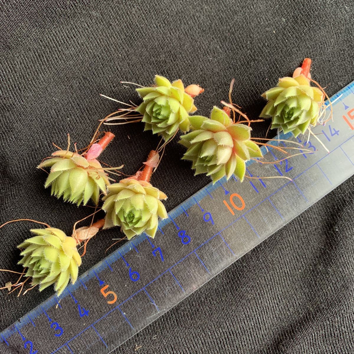 アンジェリーク Angelique センペルビウム カット苗 多肉植物 多肉 