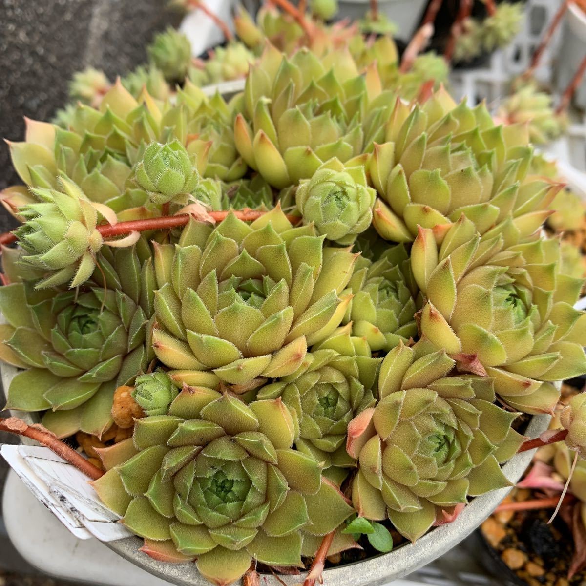 アンジェリーク Angelique センペルビウム カット苗 多肉植物 多肉 