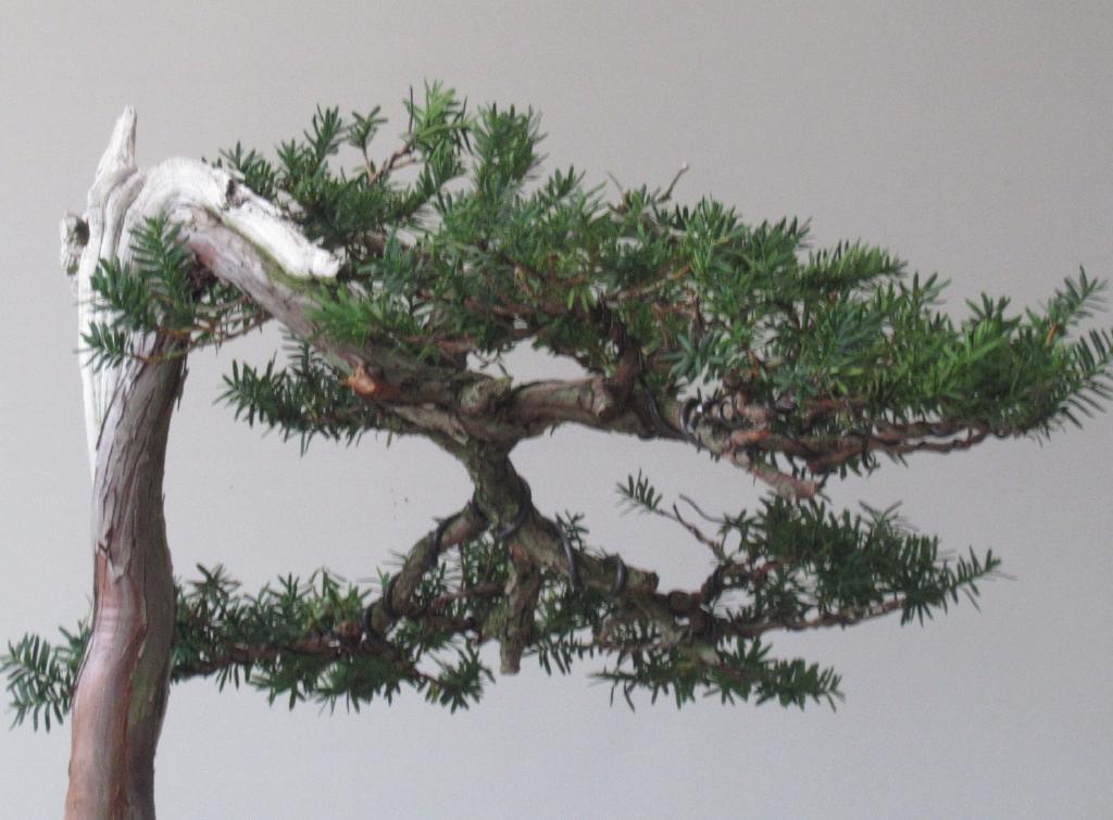 杜松盆栽」極古・山採り/シャリ幹模様木(474)