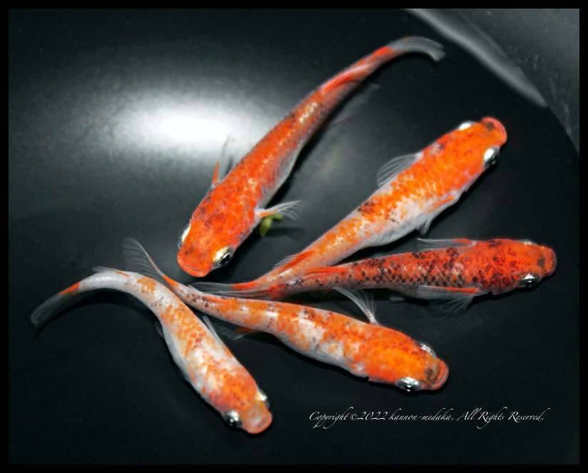 くにおくん!熱血勝負!! 2巻（最終巻） 初版 藤井昌浩 くにおくん!熱血