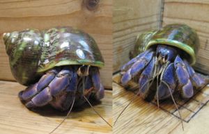 オオナキヤドカリ 綺麗な赤パープル ミドルサイズ ピンクの鋏 夜光貝 美個体 Webstartup Com Br