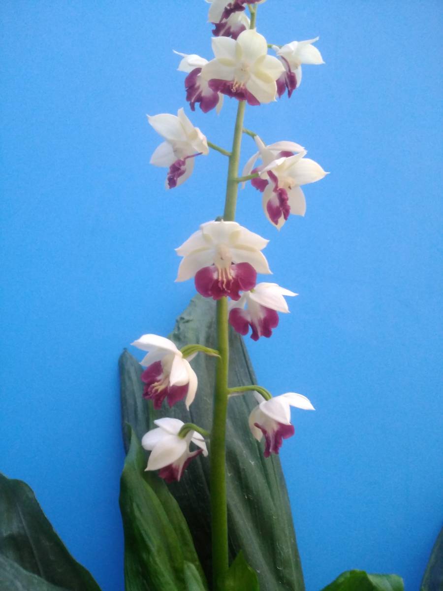 Oitanエビネ えびね 丹頂系中大輪花 株分け品 Www Cotijuca Com Br