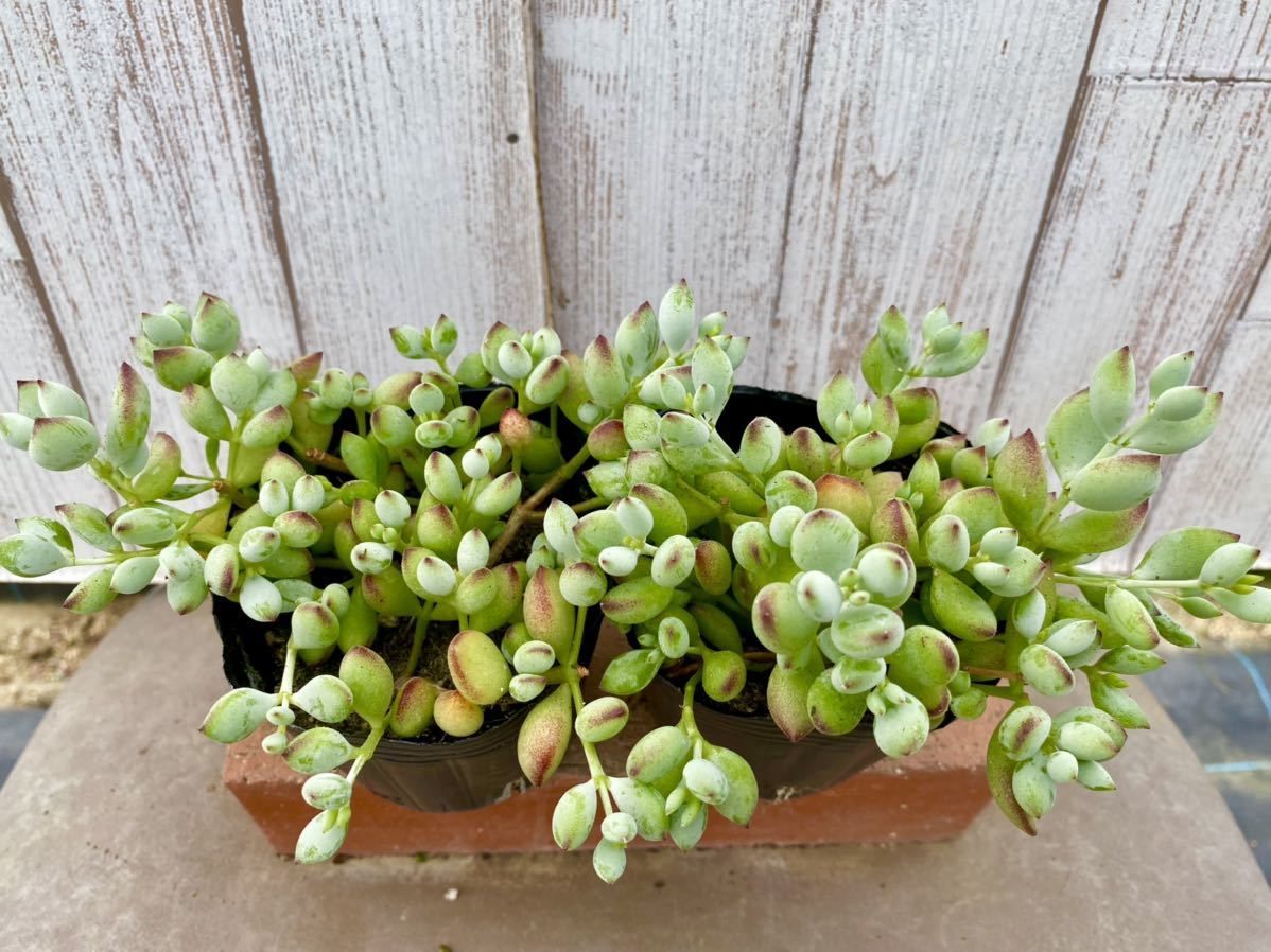 多肉植物 コチレドン・ペンデンス2ポット 寄せ植えに。(サボテン 