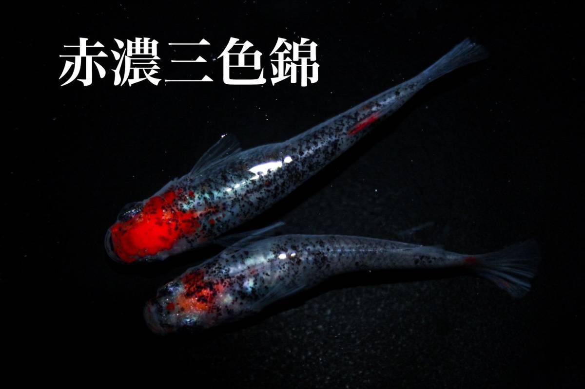 右京めだか 極上な赤 赤濃 三色錦 めだか 有精卵15個 サファイア キッシング ラメ王 サボラメ めだか 売買されたオークション情報 Yahooの商品情報をアーカイブ公開 オークファン Aucfan Com