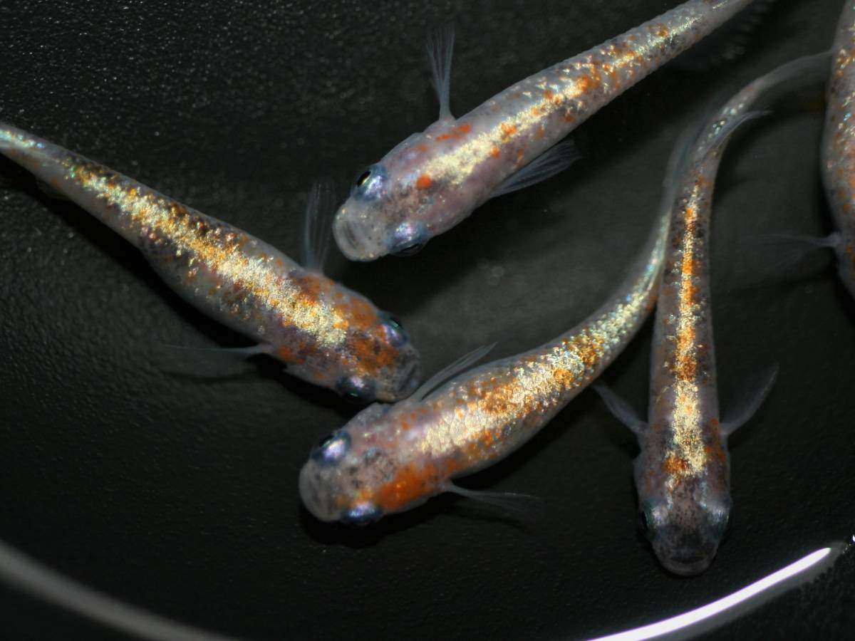 花めだか 現物 紅玉 オス2メス3 散り斑 メダカ 墨紅玉 朱紅玉 月華 花魁 温州三色 宮桜 錦秋 紅灯 三色 和墨 めだか 売買されたオークション情報 Yahooの商品情報をアーカイブ公開 オークファン Aucfan Com