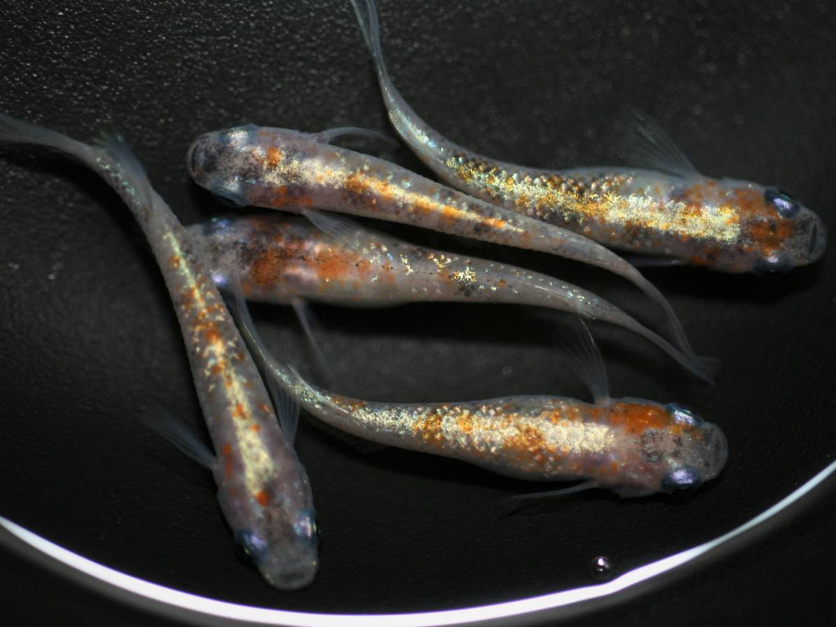 花めだか 現物 紅玉 オス2メス3 散り斑 メダカ 墨紅玉 朱紅玉 月華 花魁 温州三色 宮桜 錦秋 紅灯 三色 和墨 めだか 売買されたオークション情報 Yahooの商品情報をアーカイブ公開 オークファン Aucfan Com