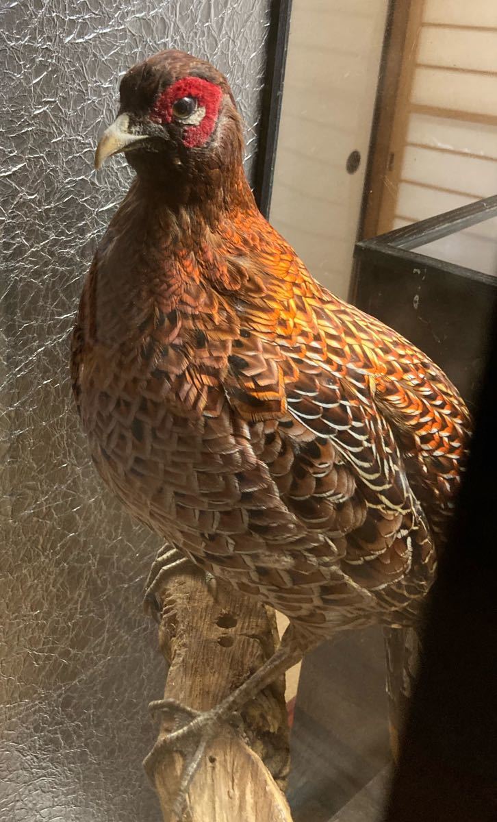 秩父の豪邸より 雉と銀鶏鳥の剥製 ガラスケース入り ※埼玉県秩父市まで