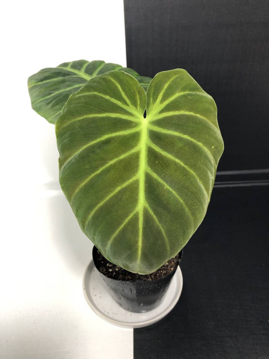 フィロデンドロン ルクスリアンス | philodendron luxurians フィロデンドロン ルクスリアンス | philodendron luxurians