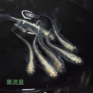 流星メダカの値段と価格推移は 6件の売買情報を集計した流星メダカの価格や価値の推移データを公開
