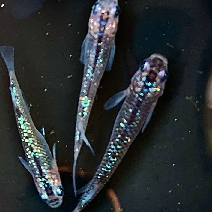 夜桜ブルーメダカの値段と価格推移は 52件の売買情報を集計した夜桜ブルーメダカの価格や価値の推移データを公開