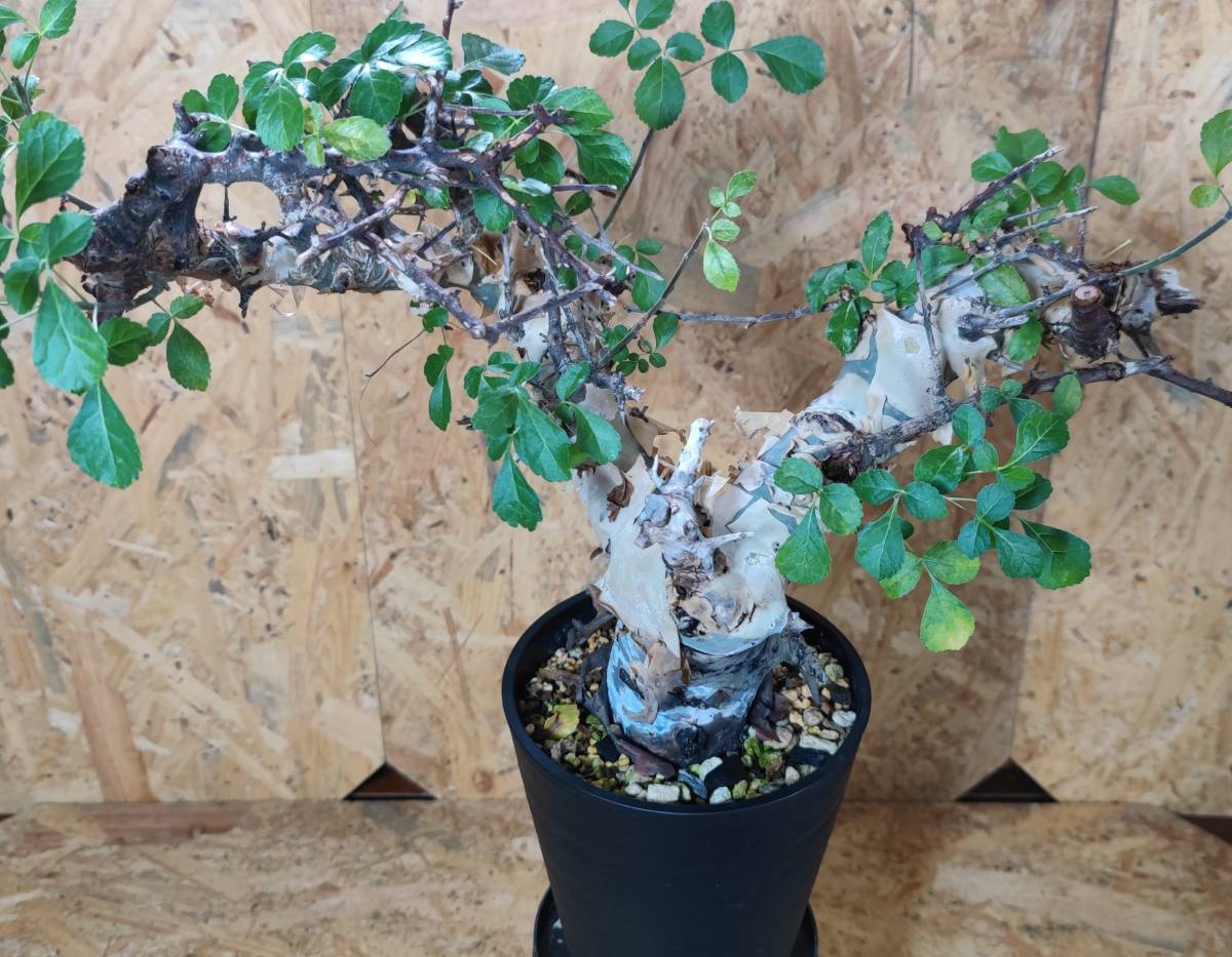 コミフォラ カタフ 発根済み 現地球 塊根植物 コーデックス ターカネンシス 発根済み コミフォラ カタフ 公式通販 現地球