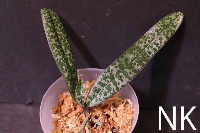 【赤字超特価，低価】 NK 転売不可 特選交配 Phal.schilleriana 5 Bicol産 山採個体 sib 洋蘭 原種 ファレノプシス 胡蝶蘭(ラン)｜売買されたオークション情報、yahooの商品情報をアーカイブ公開 - オークファン ラン