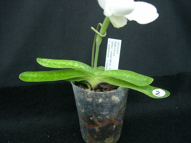 t1056621907.2