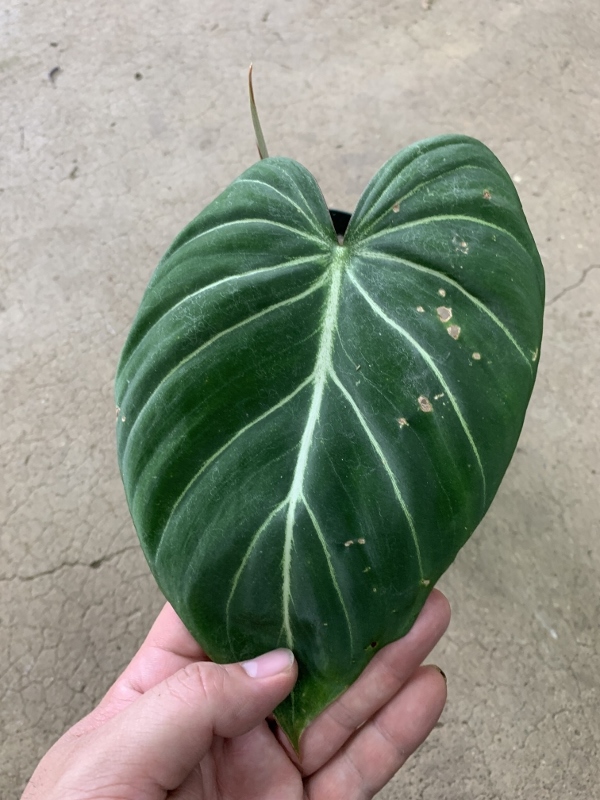 フィロデンドロン・グロリオーサム Philodendron gloriosum