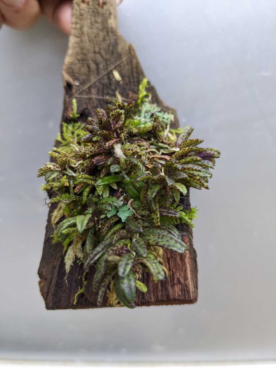 白花大輪朱鷺草 シロバナ タイリントキソウ ラン科 春植えの為 根が回ってません 最上の品質な タイリントキソウ