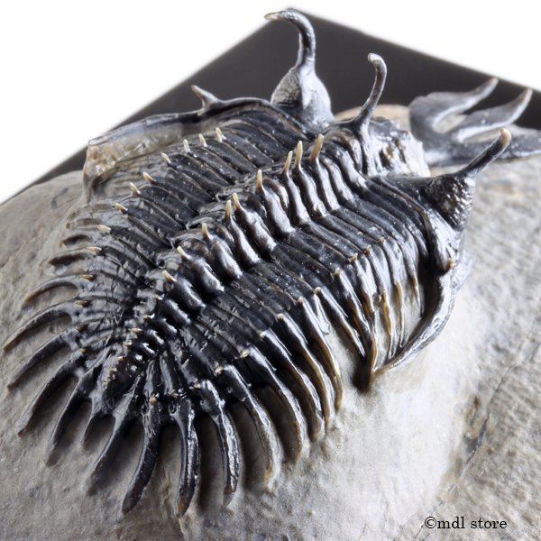 ○○○化石 三葉虫○○○A級品質! Walliserops lindoei(Short Fork) 美