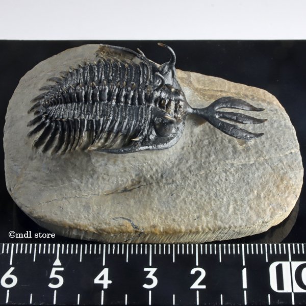 ○○○化石 三葉虫○○○A級品質! Walliserops lindoei(Short Fork) 美