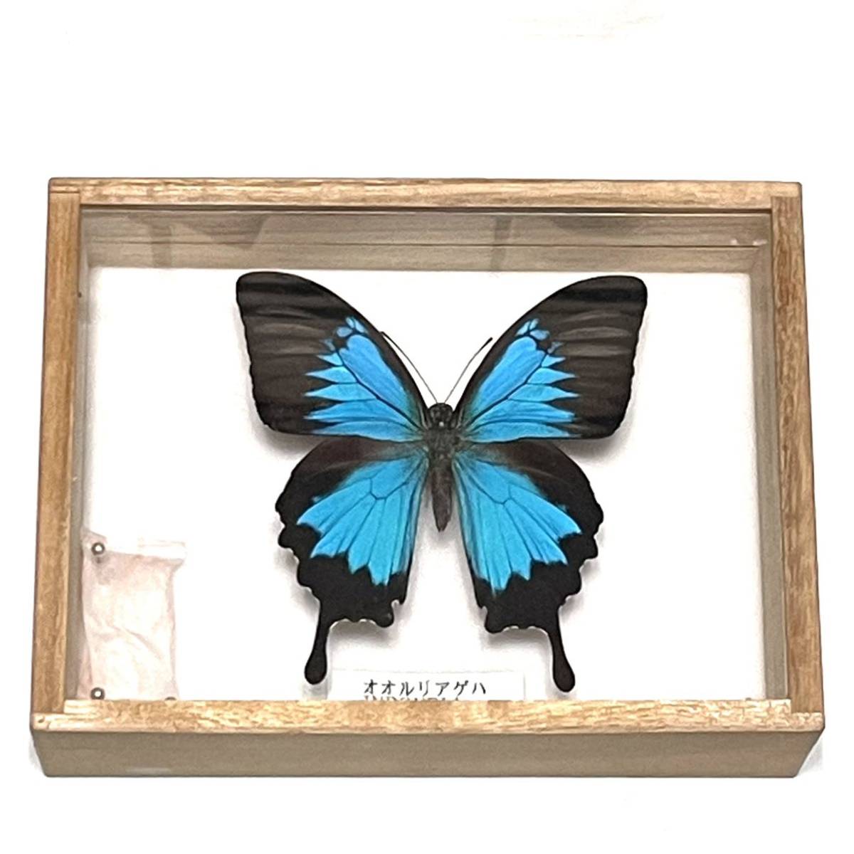 オオルリアゲハ標本 Unnatisansthan Org