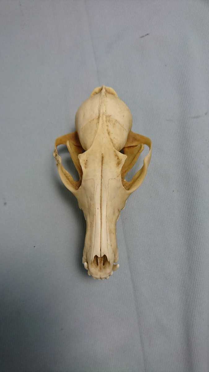 No 14 動物の骨 頭骨 頭蓋骨 剥製 その他 売買されたオークション情報 Yahooの商品情報をアーカイブ公開 オークファン Aucfan Com
