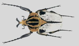 ゴライアス・ゴライアス（1オス、コンゴ産） （新品】【Shin-Chan】S  