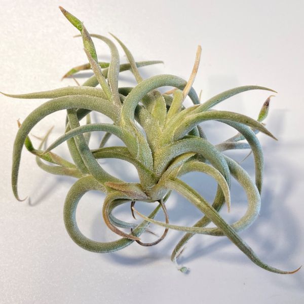 新品，セール 1597 Tillandsia myosura Compact form ティランジア ミオスラ コンパクトフォーム 第四種郵便無料 エアープランツ チランジア(アナナス)｜売買されたオークション情報、yahooの商品情報をアーカイブ公 アナナス