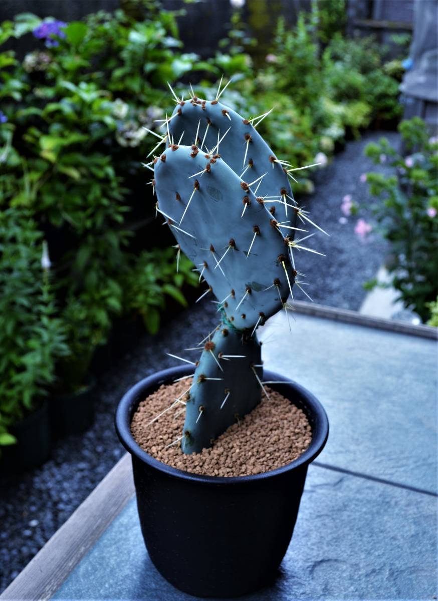 通販 ショップ ☆多肉植物☆サボテン☆オプンチア・ラグナエ【Opuntia