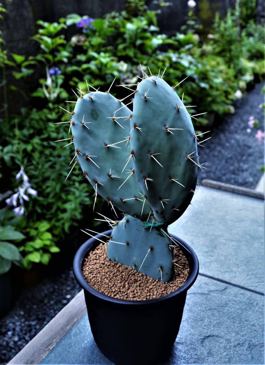通販 ショップ ☆多肉植物☆サボテン☆オプンチア・ラグナエ【Opuntia