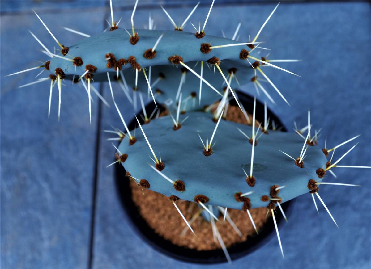 通販 ショップ ☆多肉植物☆サボテン☆オプンチア・ラグナエ【Opuntia