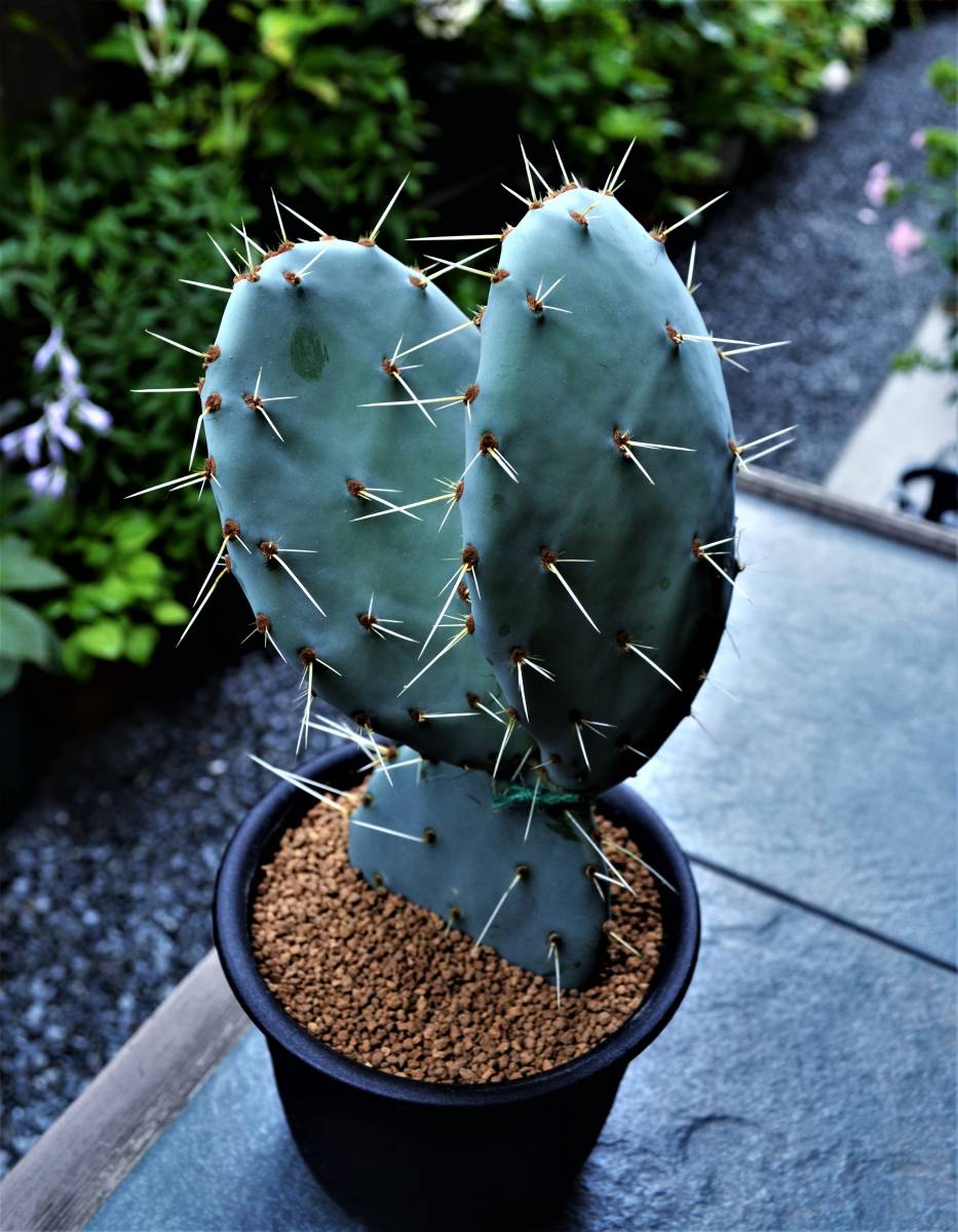 通販 ショップ ☆多肉植物☆サボテン☆オプンチア・ラグナエ【Opuntia