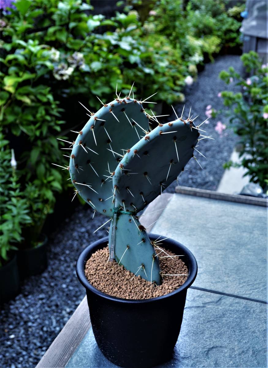 通販 ショップ ☆多肉植物☆サボテン☆オプンチア・ラグナエ【Opuntia