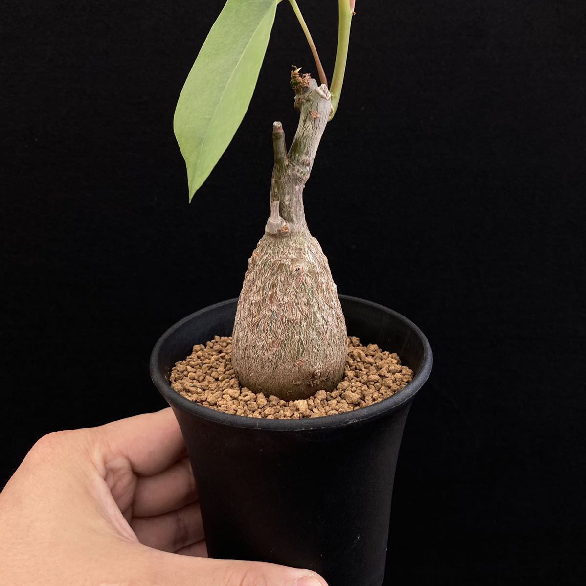 ボンバックス　エリプティクム　実生 （鉢付き) 植物 x 鉢】プセウドボンバックス エリプティクム 実生株 × 陶器鉢 | A